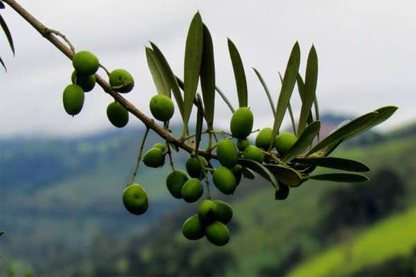 Plantação de azeite de oliva