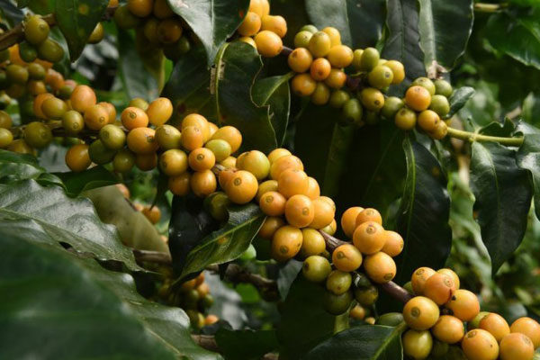 Café Catucaí Amarelo: O que é e o que ele tem de especial