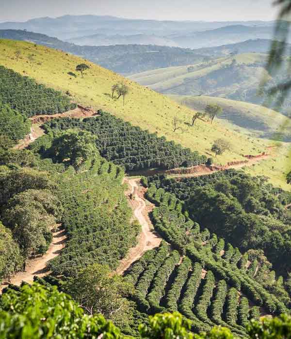 Terra com plantação do café catucaí amarelo