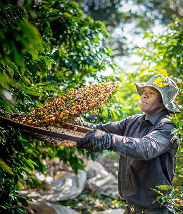 Como cultivar o café catucaí amarelo