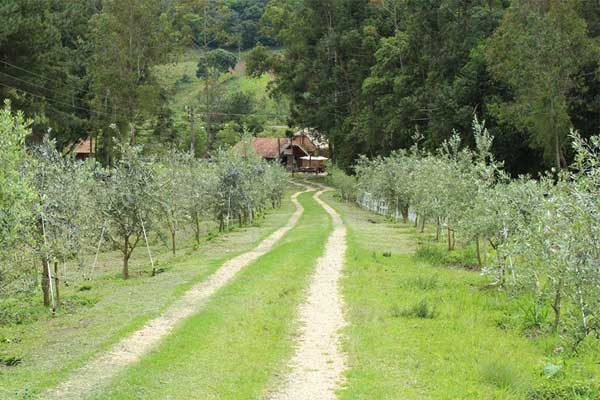 Azeite orgânico: Um roteiro gastronômico pela Fazenda Verde Oliva