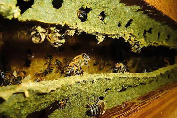 Própolis verde Sul Minas Gerais