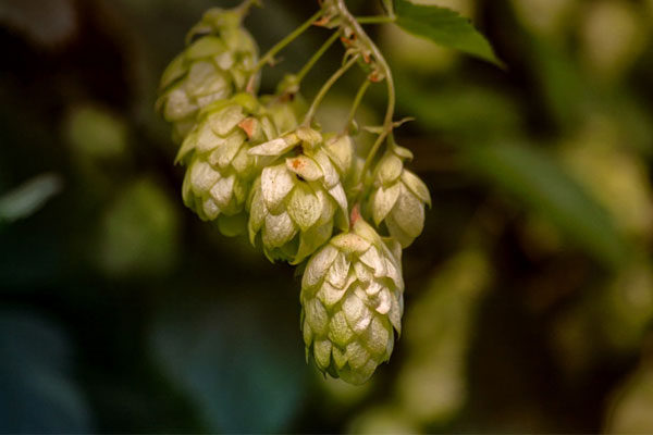 IBU de uma cerveja artesanal: Você sabe o que significa?