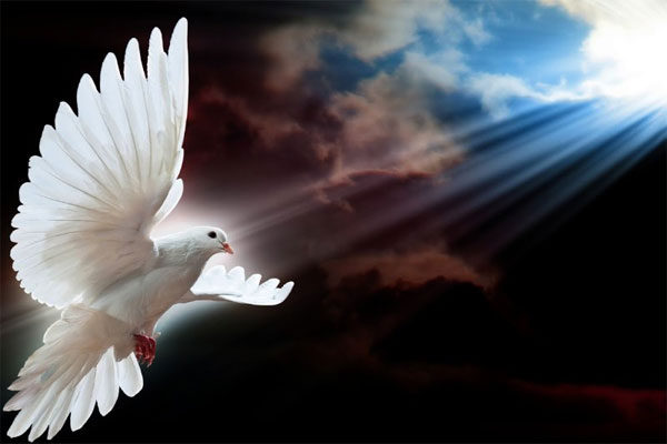 Pomba do Espírito Santo: Entenda o seu significado