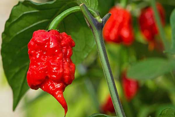 Pimenteira com frutos Carolina Reaper