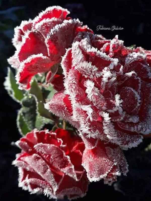 Flores cobertas com geada em Maria da Fé