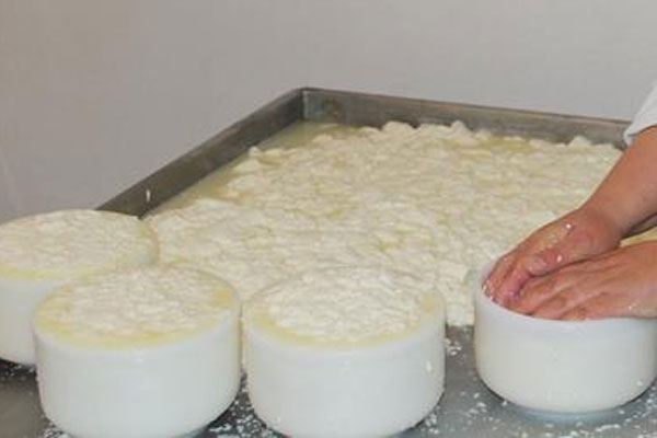 Pingo para fazer queijo artesanal separados em diversas tigelas