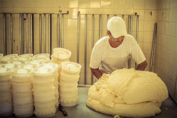 Queijos Minas artesanal de Alagoa sendo produzido por pequeno produtor local