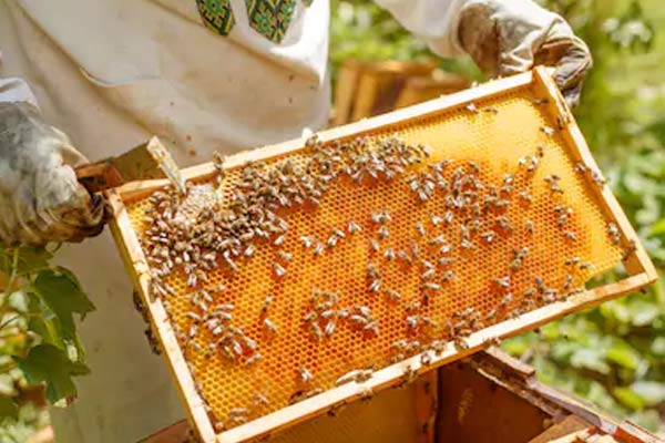 Abelhas produzindo diversos tipos de mel no favo