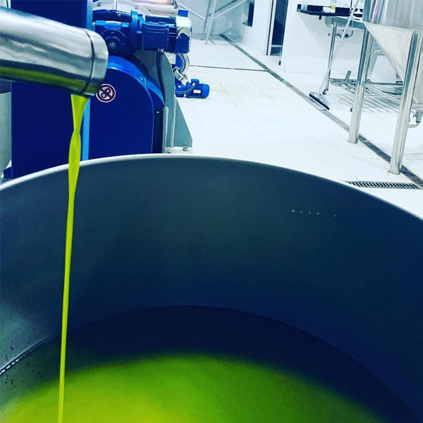Como escolher azeite bom baseado no processo de produção do azeite de oliva extra virgem