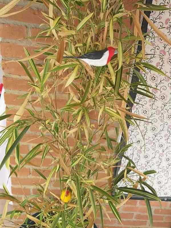 Vaso de planta decorado com passarinhos de madeira canário da terra e galo da campina