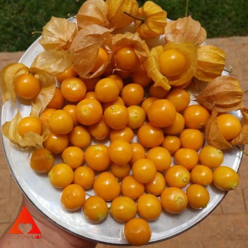 Geleia Diet de Physalis - 200g - Fazenda Sonnenhof