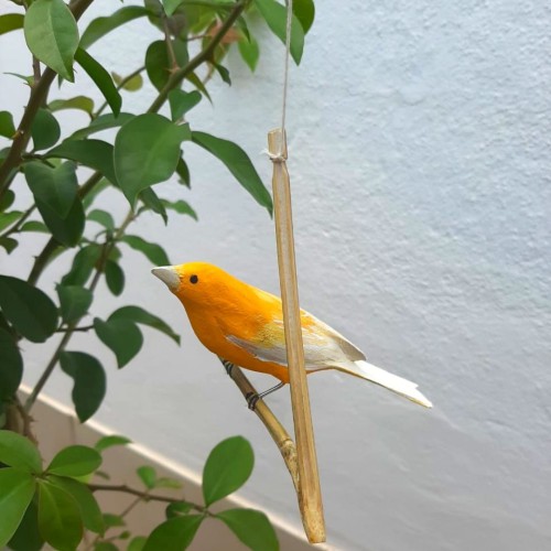 Pássaro de Madeira Canário do Reino