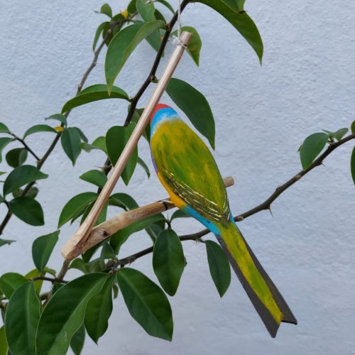 Pássaro de Madeira Diamante de Gould